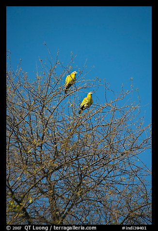 Yellow pigeons, Keoladeo Ghana National Park. Bharatpur, Rajasthan, India