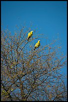Yellow pigeons, Keoladeo Ghana National Park. Bharatpur, Rajasthan, India (color)