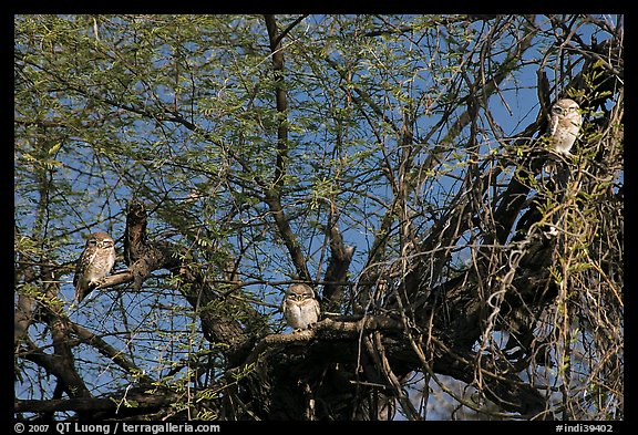 Owls perched in tree, Keoladeo Ghana National Park. Bharatpur, Rajasthan, India