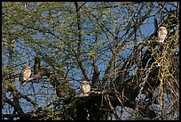 Owls perched in tree, Keoladeo Ghana National Park. Bharatpur, Rajasthan, India ( color)