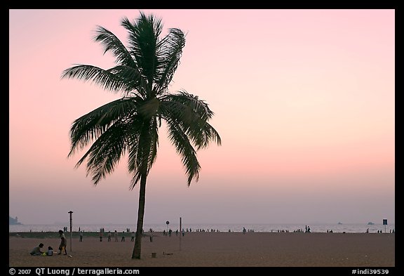 Coconut tree on Miramar Beach, sunset. Goa, India (color)