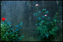 Roses and wall. San Gimignano, Tuscany, Italy