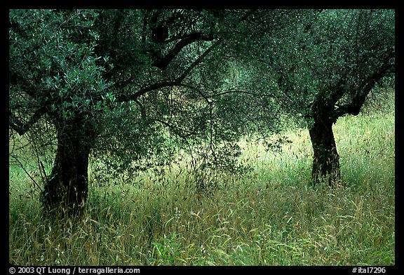 Olive trees and grasses, Villa Hadriana. Tivoli, Lazio, Italy