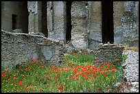 Red poppies and ruins of the Praetorium, Villa Adriana. Tivoli, Lazio, Italy (color)