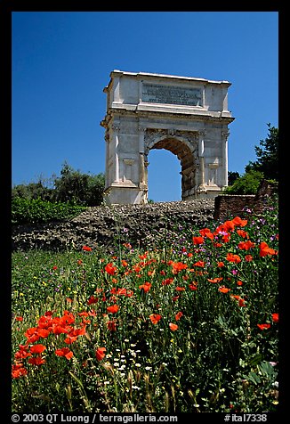 Popies and Arch of Titus, Roman Forum. Rome, Lazio, Italy