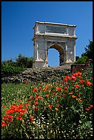 Popies and Arch of Titus, Roman Forum. Rome, Lazio, Italy