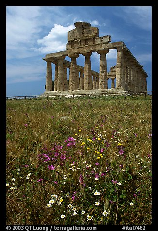 Wilflowers and Tempio di Cerere (Temple of Ceres). Campania, Italy (color)