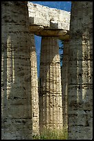 Columns of Temple of Neptune in Doric style. Campania, Italy (color)