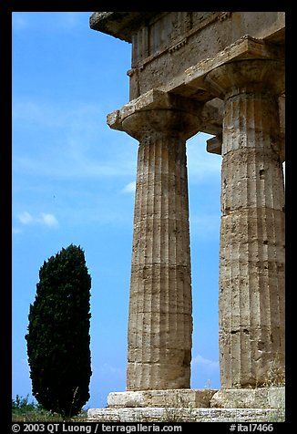 Cypress and columns of Doric Greek Temple of Neptune. Campania, Italy