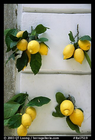 Lemons and wall. Amalfi Coast, Campania, Italy (color)