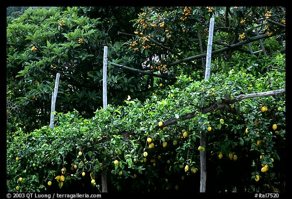 Lemon trees. Amalfi Coast, Campania, Italy