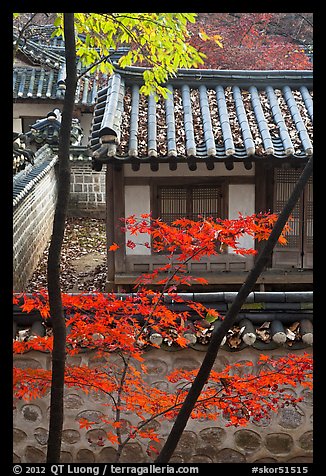 Bright autumn leaves and traditional architecture, Yeongyeong-dang, Changdeok Palace. Seoul, South Korea (color)