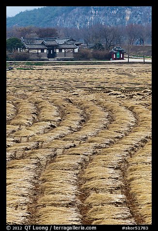 Fields with cut crops and historic house. Hahoe Folk Village, South Korea