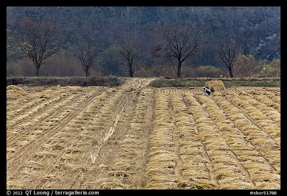 Field with cut crops and villager. Hahoe Folk Village, South Korea (color)