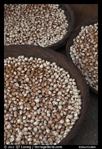 Nuts in shells. Hahoe Folk Village, South Korea (color)
