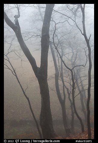 Trees in fog, Seokguram. Gyeongju, South Korea (color)