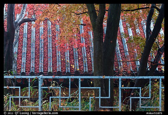 Fence with Buddhist symbol, and roof with fallen leaves, Bulguksa. Gyeongju, South Korea (color)