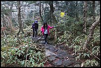 Hikers on Eorimok trail, Mt Halla. Jeju Island, South Korea (color)