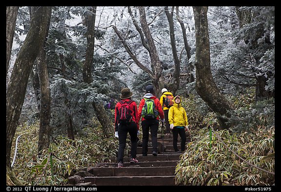 Hiking the Eorimok trail under frozen trees, Mt Halla. Jeju Island, South Korea (color)