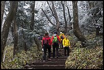 Hiking the Eorimok trail under frozen trees, Mt Halla. Jeju Island, South Korea