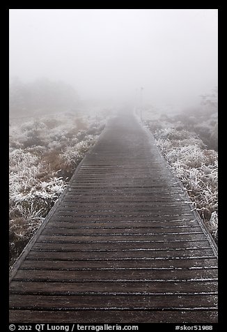 Boardwalk and fog, Eorimok trail, Mount Halla. Jeju Island, South Korea