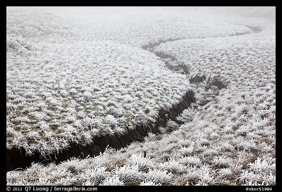 Frozen meadow and streambed,  Mount Halla. Jeju Island, South Korea (color)