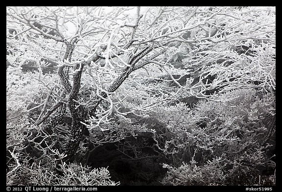 Trees with hoar frost, Mt Halla. Jeju Island, South Korea