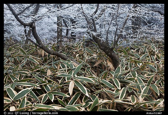 Broad leaf plants growing under dwarf-fir forest. Jeju Island, South Korea