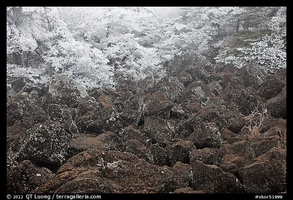 Volcanic rocks and frosted trees. Jeju Island, South Korea (color)