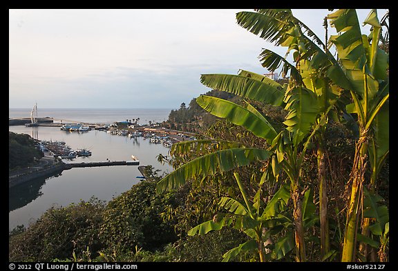 Banana tree and harbor, Seogwipo-si. Jeju Island, South Korea (color)