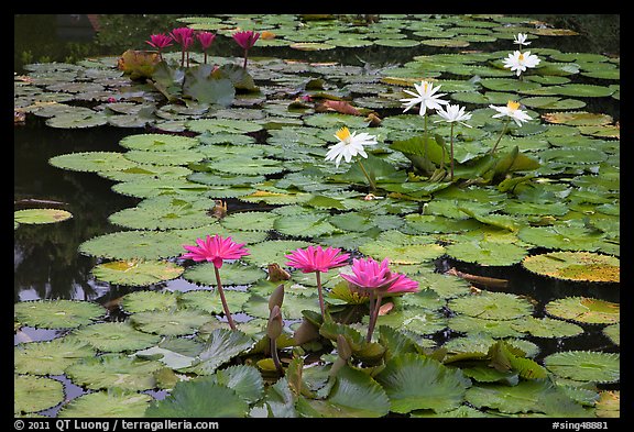 Water lillies in bloom,  Singapore Botanical Gardens. Singapore (color)