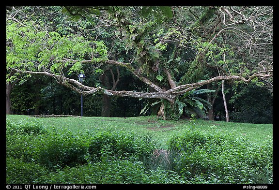 Tree, Singapore Botanical Gardens. Singapore (color)