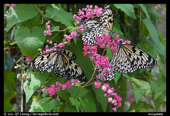 Butterflies and flowers, Sentosa Island. Singapore (color)