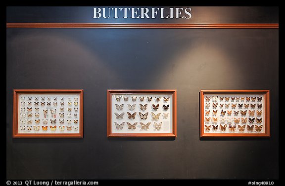 Butterfly exhibit, Sentosa Island. Singapore