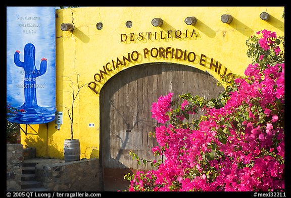 Tequila distillery, Puerto Vallarta, Jalisco. Jalisco, Mexico (color)