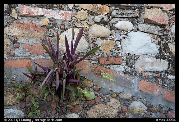 Succulent plant growing out of old wall, Puerto Vallarta, Jalisco. Jalisco, Mexico