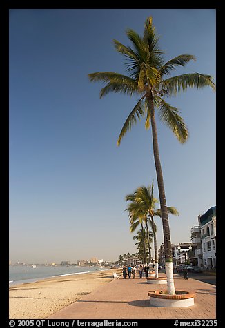 Palm trees on the Malecon, morning, Puerto Vallarta, Jalisco. Jalisco, Mexico