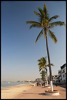 Palm trees on the Malecon, morning, Puerto Vallarta, Jalisco. Jalisco, Mexico (color)