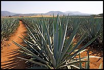 Agave field cultivated to make Tequila. Mexico ( color)
