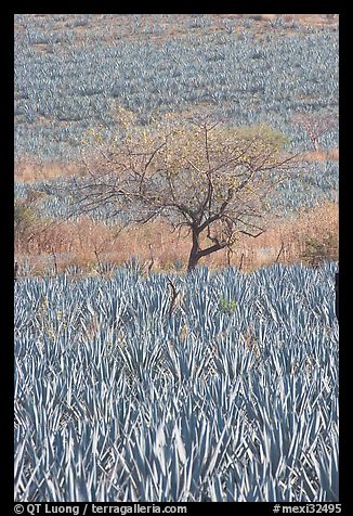 Blue Agave field and tree. Mexico