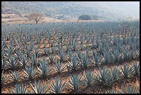 Field of agaves near Tequila. Mexico ( color)