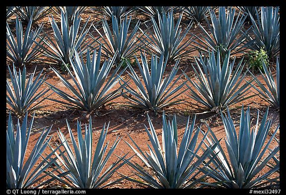 Rows of  blue agaves near Tequila. Mexico