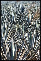 Dense rows of blue agaves. Mexico