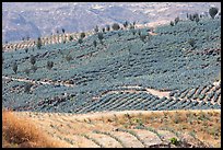 Agave field on rolling hills. Mexico