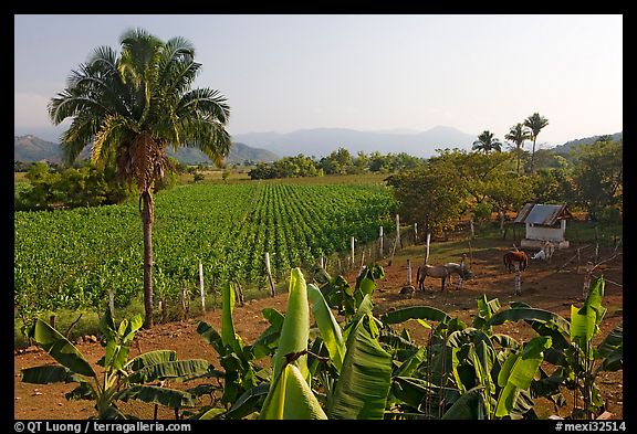 Rural scene with banana trees, palm tree, horses, and  field. Mexico