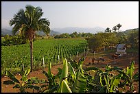Rural scene with banana trees, palm tree, horses, and  field. Mexico