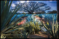 Blue agaves and pictures of agave landscape. Cozumel Island, Mexico
