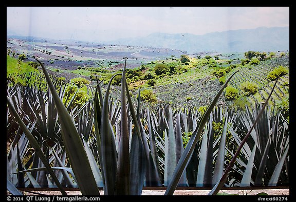 Agaves and pictures of landscape, tequilla factory. Cozumel Island, Mexico (color)
