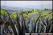 Agaves and pictures of landscape, tequilla factory. Cozumel Island, Mexico