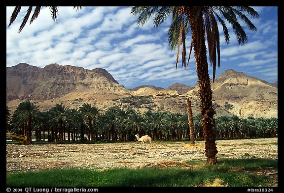 Camel and Oasis. Israel